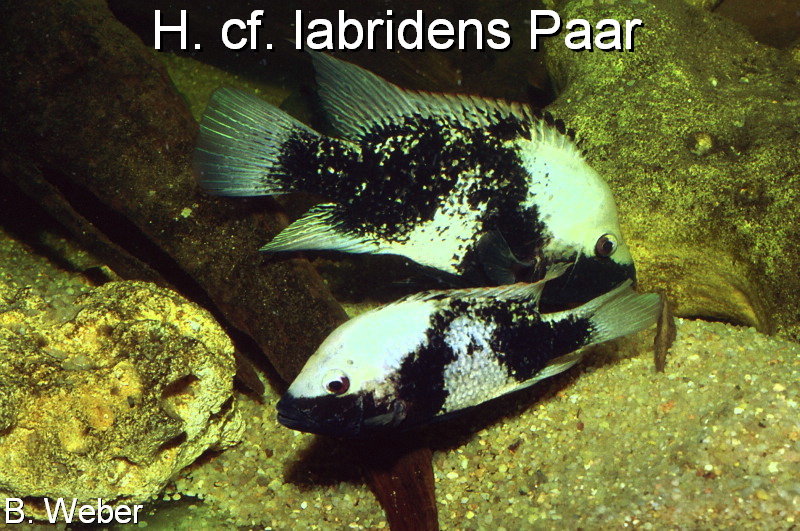 pic Herichthys labridens breading